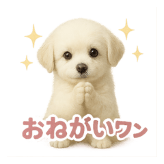 [LINEスタンプ] 子犬verマルチーズ