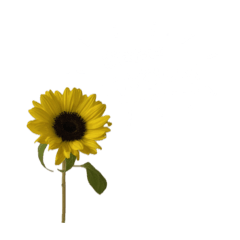 [LINEスタンプ] お花と一緒に届ける言葉*白文字•花言葉付*