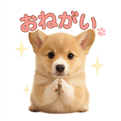 [LINEスタンプ] 子犬verコーギー