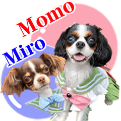 [LINEスタンプ] キャバリアモモちゃんとチワワのミロくん