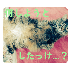 [LINEスタンプ] 愛猫との愉快な日々