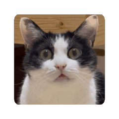 [LINEスタンプ] 動く猫のうしとらスタンプ