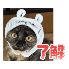 [LINEスタンプ] うちのさびネコ