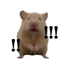 [LINEスタンプ] キンクマのぱんちゃん(2)