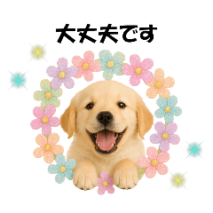 [LINEスタンプ] かわいいゴールデンレトリバーの犬スタンプ
