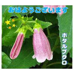 [LINEスタンプ] 7月のお花を添えて日常のご挨拶