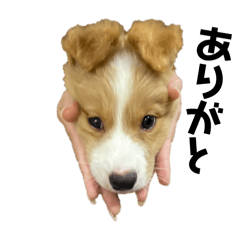 [LINEスタンプ] 愛犬Nalu