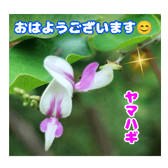 [LINEスタンプ] 7月の山野草のお花を添えて、日常のご挨拶