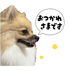 [LINEスタンプ] ポメのぽんちゃんスタンプ