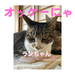 [LINEスタンプ] 猫日和な猫屋敷オリジナルスタンプⅥ