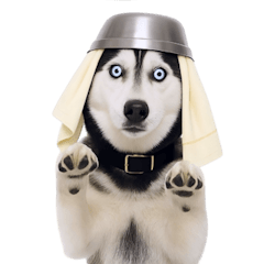 [LINEスタンプ] おもしろ犬 （NT）