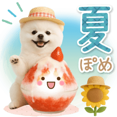 [LINEスタンプ] 癒しポメラニアンの「夏」の毎日