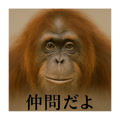 [LINEスタンプ] おふざけアニマルシリーズ(絶滅危惧種編)