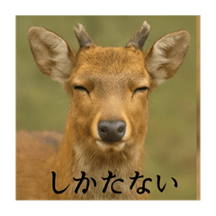 [LINEスタンプ] おふざけアニマルシリーズ(日本在来種編)