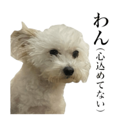 [LINEスタンプ] 我が家のアイドル犬のハナちゃん