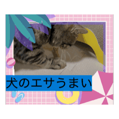 [LINEスタンプ] 笑いのシャワーにゃん