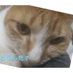 [LINEスタンプ] ぽっちゃおまり
