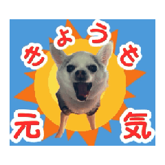 [LINEスタンプ] むさし師匠