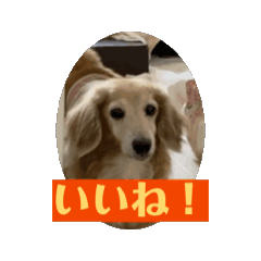 [LINEスタンプ] 鬼カワダックスココちゃんと仲間たち動画1