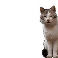 [LINEスタンプ] 動くぜ！猫島の猫たち