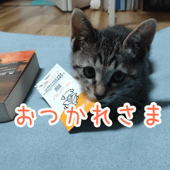 [LINEスタンプ] とらの日常【動く猫スタンプ】