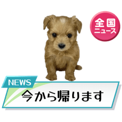 [LINEスタンプ] わんぱく犬、海飛スタンプ