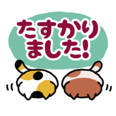 [LINEスタンプ] 連絡！ねこたんず