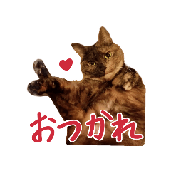 [LINEスタンプ] 濱田家のネコ