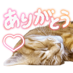 [LINEスタンプ] 愛溢れる！アメショのかりんくん♪