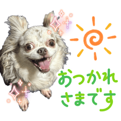 [LINEスタンプ] しゃくれチワワのらんちゃん4