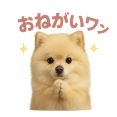 [LINEスタンプ] 子犬verポメラニアン