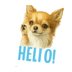 [LINEスタンプ] チワワ chiwawa