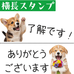 [LINEスタンプ] コーギーの横長スタンプ