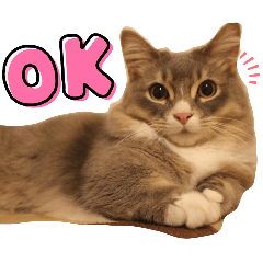 [LINEスタンプ] ねこのちぴたん