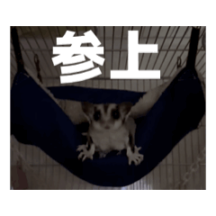 [LINEスタンプ] うごくラッキーちゃんとあまちゃん 4