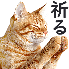 [LINEスタンプ] いのる猫