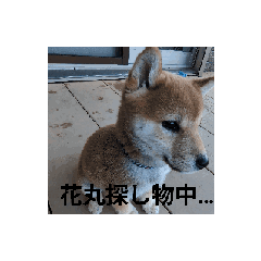 [LINEスタンプ] はなまるくーん