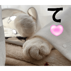 [LINEスタンプ] わがままできゅーとなねこちゃん