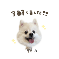 [LINEスタンプ] くまくん☆deformation