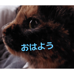 [LINEスタンプ] 猫のかわいさ日常
