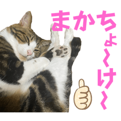 [LINEスタンプ] 蘭丸のうちな〜ぐち