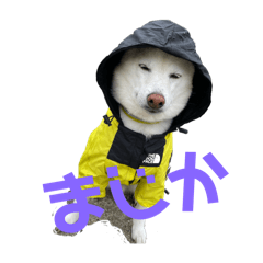 [LINEスタンプ] まめのスタンプですが