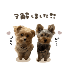 [LINEスタンプ] ぱんちゃん♡ぽぽちゃんスタンダード