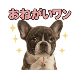 [LINEスタンプ] 子犬verフレンチブルドッグ