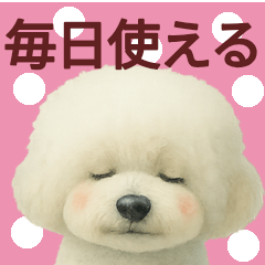 [LINEスタンプ] 毎日使うかわいいトイプードルスタンプ