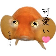 [LINEスタンプ] 金魚のヒスイちゃん