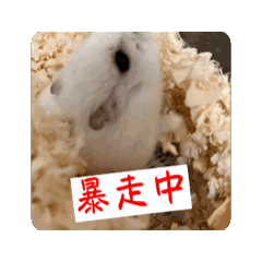 [LINEスタンプ] ハムスターだお