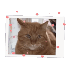 [LINEスタンプ] 私のスタンプ(猫)
