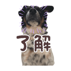 [LINEスタンプ] のびのびワンワン1