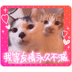 [LINEスタンプ] 戸森家わんにゃんずたまにじいじ